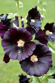 Black Hollyhock Flower Seeds – Heirloom Non-GMO Organic Garden Seeds for Planting – High Germination Blooms