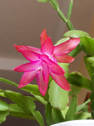 Heirloom Schlumbergera Flower Seeds for Planting – Non-GMO, High Germination, Organic Garden Seeds