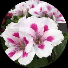 White Brown Pelargonium Flower Seeds for Planting – Heirloom Non-GMO Organic Garden Seeds – Border Blooms, High Germination