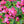 Begonia Flower Seeds for Planting – Shade Tolerant, Heirloom & Non-GMO Seeds for Home Garden