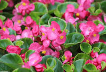 Begonia Flower Seeds for Planting – Shade Tolerant, Heirloom & Non-GMO Seeds for Home Garden