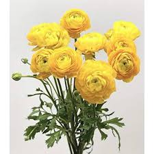 Light Yellow Ranunculus Flower Seeds for Planting – Heirloom, Non-GMO, High Germination, Long Bloom Season