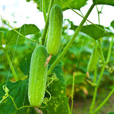 Green Cucumber flower seeds for planting - Heirloom & Non-GMO Garden Seeds