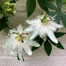 White Passiflora Biflora Flower Seeds for Planting | Heirloom Non-GMO Organic Garden Seeds, High Germination