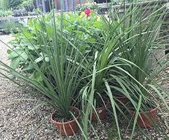 Dracaena Spike Seeds – High Germination Heirloom, Non-GMO Flower Seeds for Planting Borders & Organic Gardens