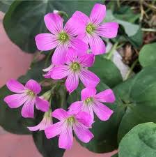 Heirloom Oxalis Flower Seeds for Planting – Non-GMO, High Germination Organic Garden Seeds