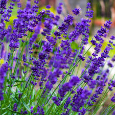 Lavender Munstead Flower Seeds for Planting – Heirloom, Non-GMO, Long Bloom Season, Organic Garden Seeds