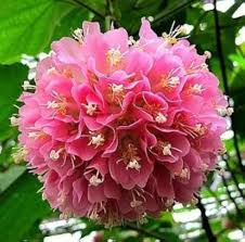 Heirloom Dombeya Bourgassiae Flower Seeds for Planting – Bright Blooms, Non-GMO, High Germination Organic Garden Seeds