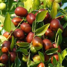 Red Ziziphus Jujuba Fruit Seeds for Planting – Heirloom, Non-GMO for Sweet Hardy Jujube Trees