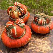 Turk's Turban Cucurbita Seeds for Planting – Heirloom Non-GMO Organic Garden Seeds – Ornamental Gourds for Festive Decor