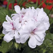White Brown Pelargonium Flower Seeds for Planting – Heirloom Non-GMO Organic Garden Seeds – Border Blooms, High Germination