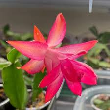Heirloom Schlumbergera Flower Seeds for Planting – Non-GMO, High Germination, Organic Garden Seeds
