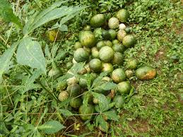 Green Cucumeropsis Seeds for Planting – Heirloom Non-GMO, High Germination Organic Garden Seeds