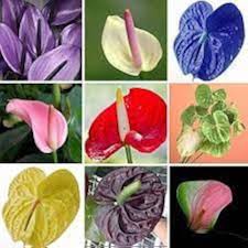 Mixed Anthurium Andraeanu Flower seeds for Planting - Perfect for Borders, Heirloom & GMO Free Seeds for Home Garden