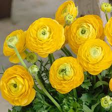 Light Yellow Ranunculus Flower Seeds for Planting – Heirloom, Non-GMO, High Germination, Long Bloom Season