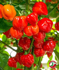 Habanero Chili flower seeds for planting - Heirloom & Non-GMO Garden Seeds