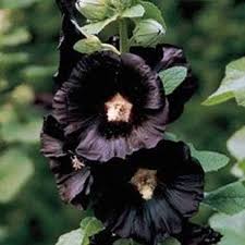 Black Hollyhock Flower Seeds – Heirloom Non-GMO Organic Garden Seeds for Planting – High Germination Blooms