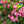 Begonia Flower Seeds for Planting – Shade Tolerant, Heirloom & Non-GMO Seeds for Home Garden