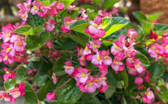 Begonia Flower Seeds for Planting – Shade Tolerant, Heirloom & Non-GMO Seeds for Home Garden