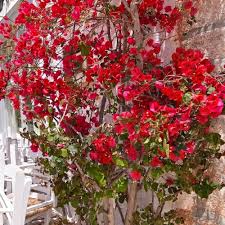 x Seeds for Planting - Heirloom, Non-GMO, High Germination Organic Wildflower Seeds
