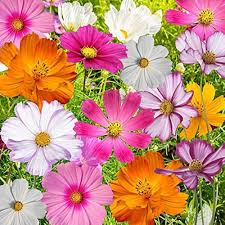 Heirloom Cosmos Peppermint Twist Flower Seeds for Planting – Premium Quality, Non-GMO, High Germination Organic Garden Seeds
