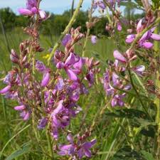 Showy Tick Trefoil Flower Seeds for Planting – Heirloom, Non-GMO, High Germination Organic Garden Seeds