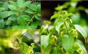 Gymnema Inodorum Flower Seeds for Planting – Fragrant Blossoms, Heirloom & Non-GMO Seeds