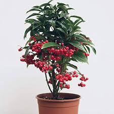 Coralberry Shrub Flower Seeds for Planting – Seasonal Bloomer, Heirloom, Non-GMO, High Germination