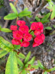 Euphorbia Leuconeura Flower Seeds for Planting – Heirloom, Non-GMO, Wildflower Mix High Germination Seeds