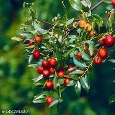 Red Ziziphus Jujuba Fruit Seeds for Planting – Heirloom, Non-GMO for Sweet Hardy Jujube Trees