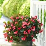 Begonia Flower Seeds for Planting – Shade Tolerant, Heirloom & Non-GMO Seeds for Home Garden