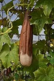 Cream Luffa flower seeds for planting - Heirloom & Non-GMO Garden Seeds