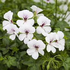 White Brown Pelargonium Flower Seeds for Planting – Heirloom Non-GMO Organic Garden Seeds – Border Blooms, High Germination