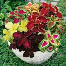 Mixed Coleus Flower Seeds for Planting – Heirloom, Non-GMO, High Germination, Pollinator-Friendly Garden Seeds