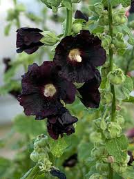 Black Hollyhock Flower Seeds – Heirloom Non-GMO Organic Garden Seeds for Planting – High Germination Blooms