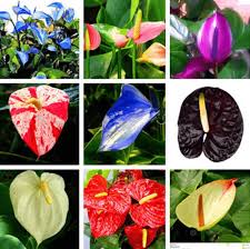 Mixed Anthurium Andraeanu Flower seeds for Planting - Perfect for Borders, Heirloom & GMO Free Seeds for Home Garden