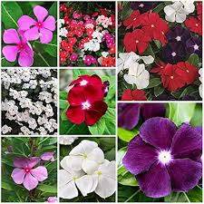 Purple Vinca Flower Seeds for Planting | Heirloom Non-GMO High Germination Organic Seeds