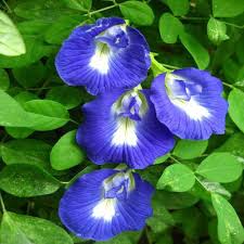 Fresh Clitoria Flower Seeds for Planting | Heirloom Non-GMO Organic Garden Seeds
