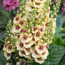 Mixed Verbascum Flower Seeds for Planting – Heirloom Non-GMO Organic Garden Seeds, High Germination