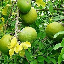 Green Bael Bel Patra Fruit Seeds for Planting – Heirloom, Non-GMO for Sacred Medicinal Trees