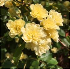 Rosa Banksiae Flower Seeds for Planting - Wildflower Mix, Heirloom & GMO Free Seeds for Home Garden Non-GMO