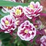 Winky Double Flower Seeds for Planting – Hardy Variety, Heirloom, Non-GMO & High Germination Seeds