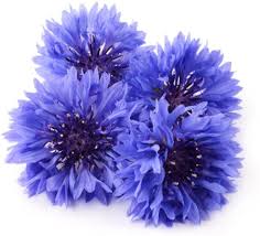 Cornflower Seeds for Planting | Heirloom Non-GMO Organic Garden Seeds, High Germination, Fragrant Blossoms