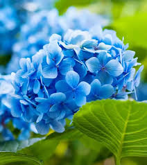 Sky Blue Green Geranium Flower Seeds  for Planting - Hardy Variety, Heirloom & GMO Free Seeds for Home Garden