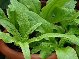 Green Yau Mak Choi Seeds for Planting – Heirloom Non-GMO, High Germination Organic Garden Seeds