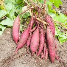 Sweet Potato Vegetable Seeds for Planting – Heirloom Non-GMO Organic Garden Seeds, Violet Tubers