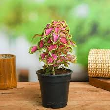 Pink Coleus Flower Seeds – Heirloom Non-GMO Organic Garden Seeds for Planting – High Germination Ornamental Foliage
