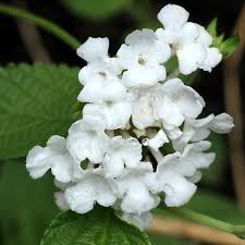 White Lantana Flower Seeds for Planting – Heirloom Non-GMO Organic Garden Seeds – Hardy Variety, High Germination