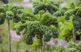 Walking Stick Kale Seeds for Planting – Heirloom Non-GMO Organic Garden Seeds – Tall Stems & Nutritious Leafy Greens