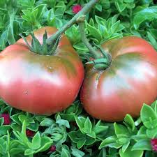 Brandywine Tomato Seeds for Planting Red & Yellow – Heirloom, Non-GMO, Organic Garden Seeds – Flavorful Mix